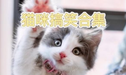 猫咪搞笑视频,猫咪搞笑视频大盘点